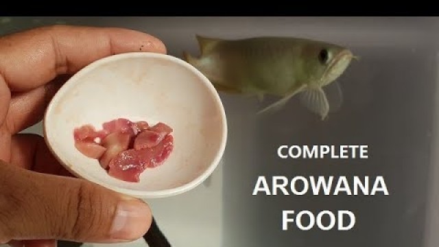 'Best Foods for Arowana Fish - I feed my arowana!'