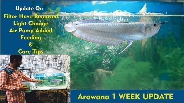 'My Fish update , Arowana fish feeding and care talk'