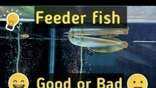 'How to feed feeder fish to Arowana Fish in Tamil |Rubesh\'s Aquarium|'