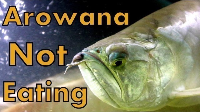 'Silver Arowana - Not Eating - Complete Solution'