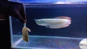 'AROWANA FEEDING | UPDATE  | PETTO EXTOIC |'