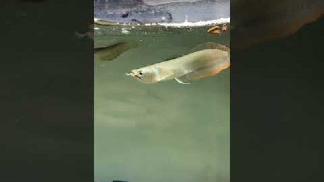 'The Silver Arowana enjoying their hikari food sticks 