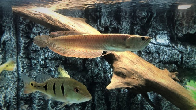 'SILVER AROWANA Growth Rate over 6 Months |  LIVE FEEDING'