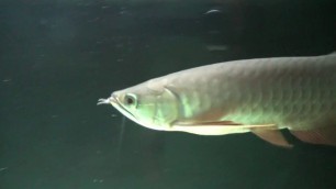 'Update Tenryuu the Arowana feeding with Hikari Sticks'