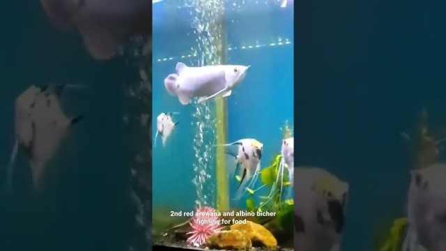 '2nd red arowana and albino bicher fighting for food.'