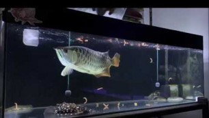 'Arowana community tank superworm Feeding'