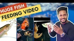 'Fish Feeding Video || How We Feed Our Fish || Arowana Feeding || How Sturgeon Take Food & Others'