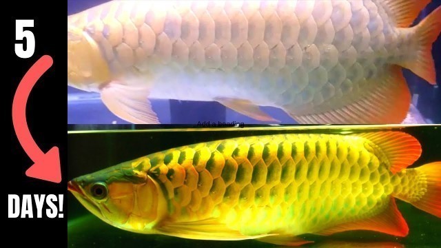 'How To Boost ASIAN AROWANA Colour *FAST*! [Complete Guide]'