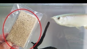 'arowana fish food feeding - Freeze Dried Tubefex Worms'