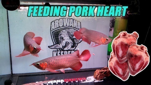 'Feeding Video | Pork Heart for My Super Red Arowana'