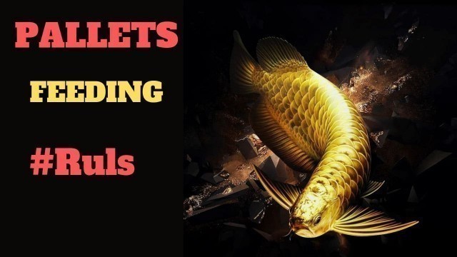 'How To Feed Them Dry || Why Arowana Don\'t Take Pellets || When Arowana Takes Pellets'