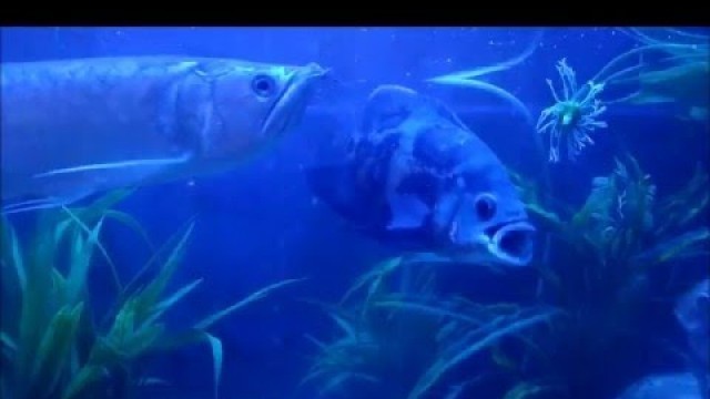 'Arowana fish | arowana feeding | arowana tank |arowana fish tank'