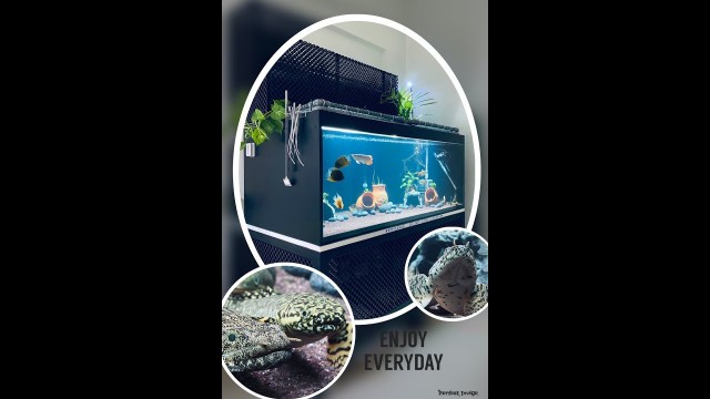 'Monster Fish Feeding | Arowana Feeding | Arowana eating Prawns'