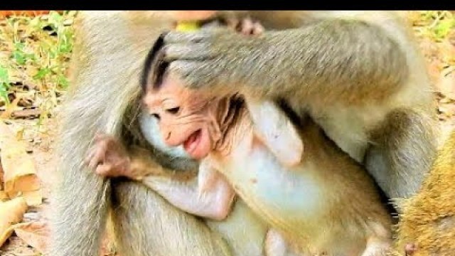 'Mom,give me food! baby monkey Eleno cries angry mom not giving him food,'