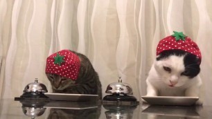 'Cats in strawberry hats ring bells'