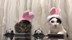 'Cats in bunny hats ring bells'