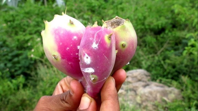 'Picking Rare Fruit in My Village | VILLAGE FOOD'