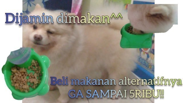 'Tips Dan Cara Agar Anjing Mau Makan DogFood | Pomeranian Dog'