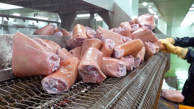 '슈바인학센 Mass production! Crispy Fried Pork Legs (Schweinshaxe) Making Process - Korean food factory'