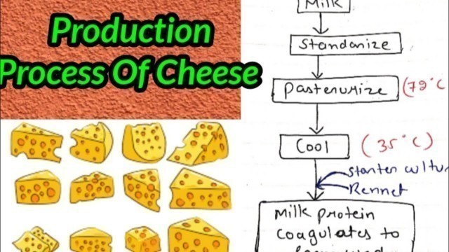 'Production process of cheese  || Food Microbiology'