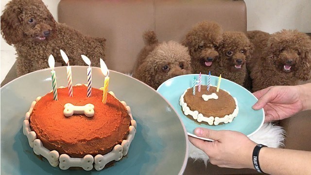 'Cara membuat kue ulang tahun untuk anjing tanpa oven dan tanpa baking'