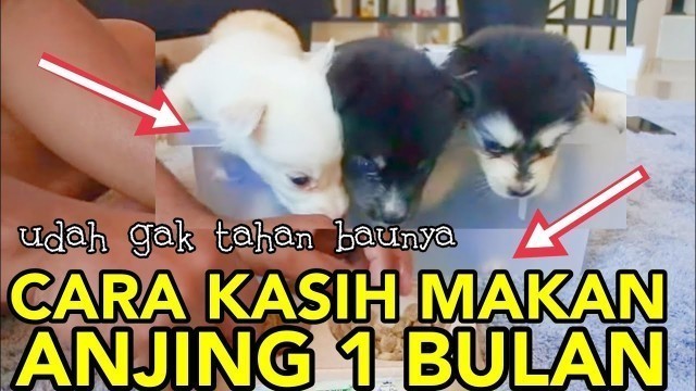 'CARA KASIH MAKAN ANJING UMUR 1 BULAN ‼️#pomsky #pomskyindonesia #anjing1bulan'