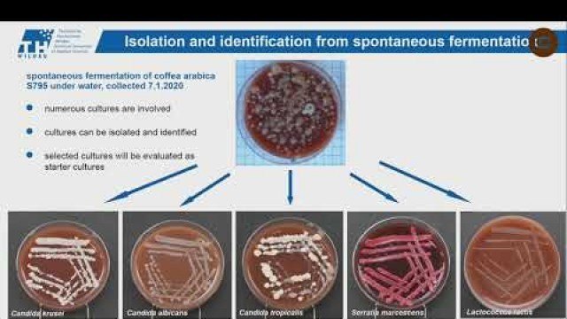 'Meet the Manufacturer 2020 Presentation – Fermentation during coffee processing'