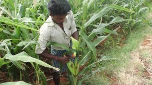 'Farm fresh corn cooking in a open flame in my village / VILLAGE FOOD FACTORY'