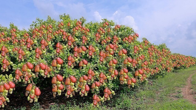 'Cashew Cultivation and Cashew Nut Harvesting in My Village'