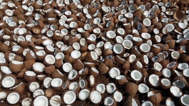 '10000 Coconuts Breaking for making Coconut Oil in My Village - How to make Coconut Oil'