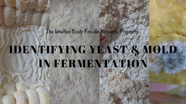 'Identifying Yeast & Mold in Fermentation'