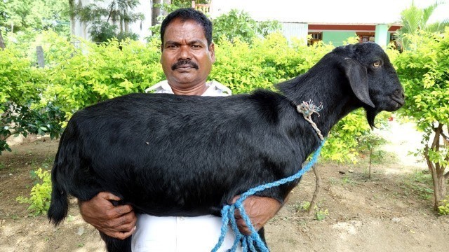 'FULL GOAT BIRYANI | Prepared For 100 Peoples | VILLAGE FOOD'