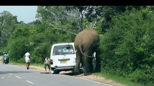 'wild elephant attacks and Having food by hook or by crook  04 #wildelephant #attack'