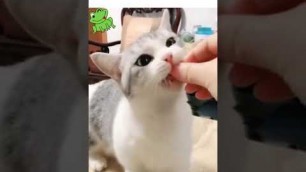 'Cute Kitten learning to ask for food by ringing a bell. smart cats'