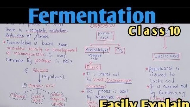 'Fermentation | Alcoholic And Lactic Acid Fermentation | Class 10 Biology'