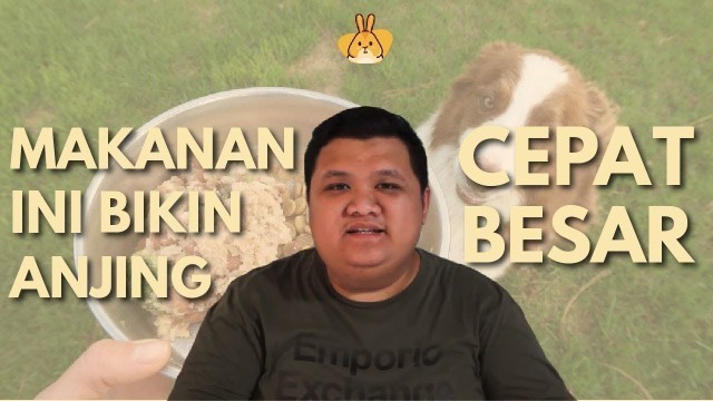 'TEDD BUCKET || MAKANAN ANJING SEHAT DAN BIKIN CEPAT BESAR,HARGANYA MURAH BANGET'