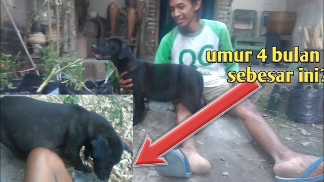 'Makanan anjing kampung Jawa , cukup 1X sehari besar bagus dan sehat ? RAHASIA nya Apa?'