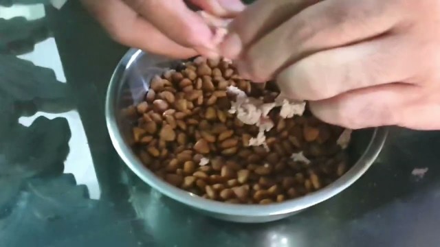 'Cara Supaya Anjing Mau Makan Dogfood (Pelet), dijamin 100% berhasil 