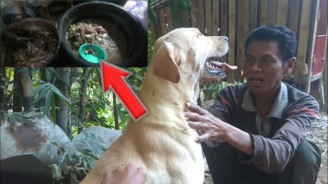 'Makanan anjing kampung terbaik supaya cepat besar dan sehat . The best dah'