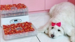 'Membuat Snack Anjing Dengan Dehydrator'