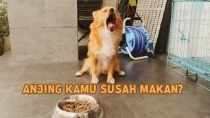 '#31 Solusi buat Anjing Susah Makan | LUNA HAPPY FAMILY | Indonesia'