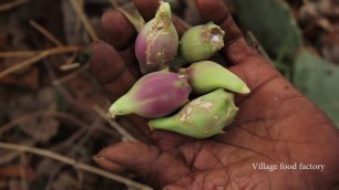 'My Daddy Picking Very Rare CACTUS Fruit in my village / Village Food Factory'