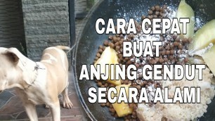 'cukup 3X sehari , anjing dijamin gemuk'