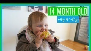 'WHAT MY TODDLER EATS IN A DAY | 14 MONTHS OLD'