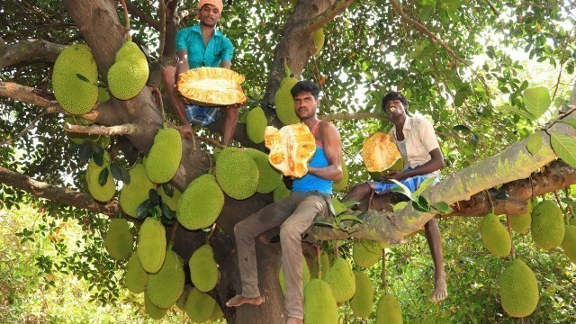 'Farm Fresh JACKFRUITS Cutting and Eating in my Village | village food taste'