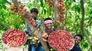 'Country Fig (Anjeer) Fruits Plucking and Eating in Our Village | Village Food Taste'