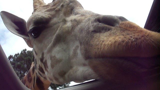 'Giraffe stealing food'