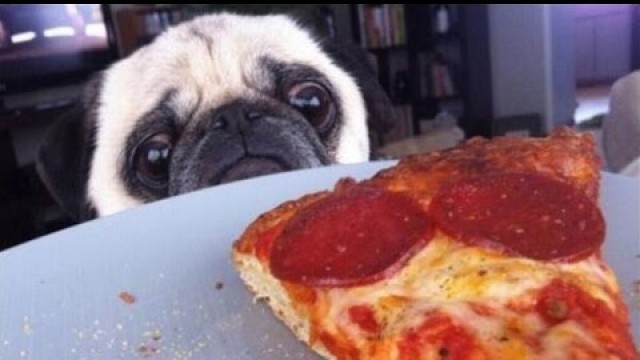 'Funny Dogs Stealing Pizza Compilation'