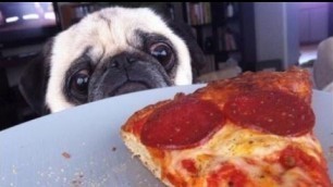 'Funny Dogs Stealing Pizza Compilation'