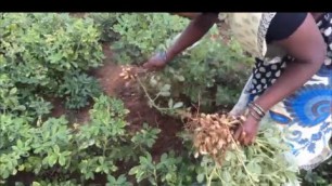 'Fresh Groundnut Masala made in My Village - My Snack food in My Village - Fresh Indian Street Food'